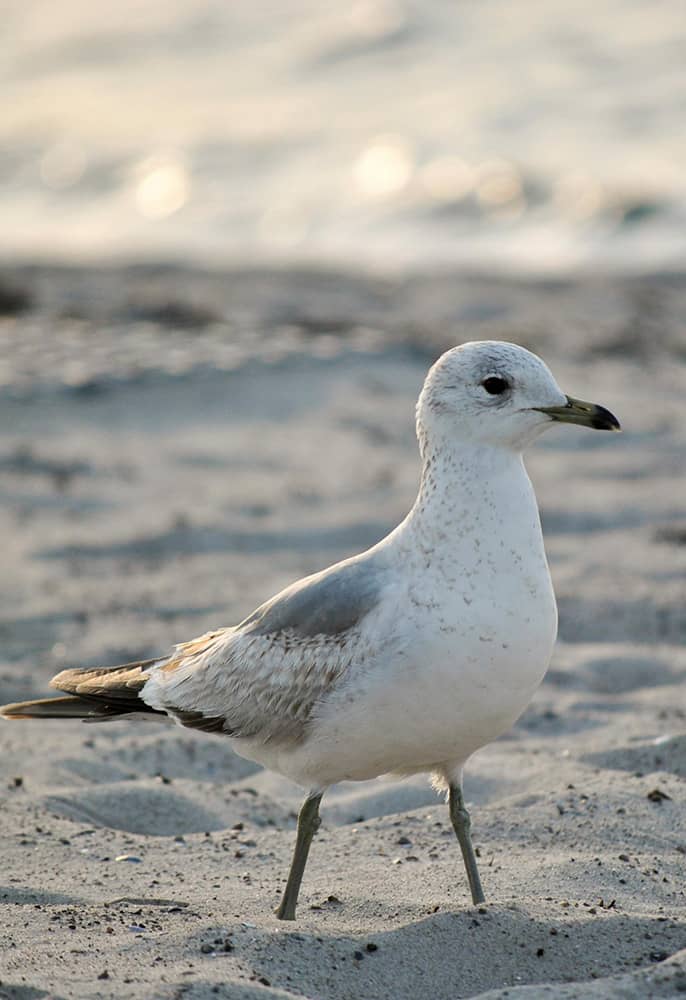 Stelzende Möwe im Sand.